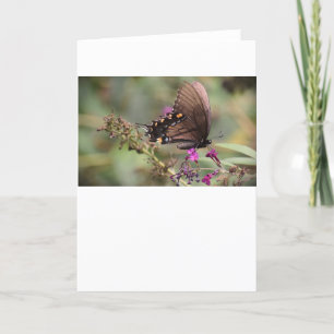Schmetterling, Karte