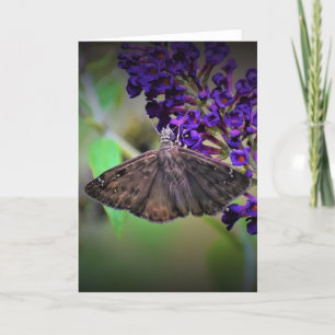 Schmetterling, Karte