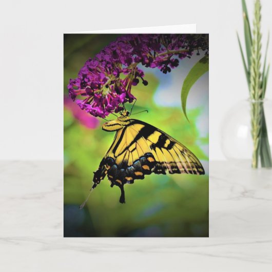 Schmetterling, Karte (Vorderseite)
