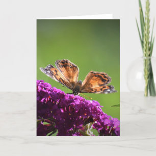 Schmetterling, Karte
