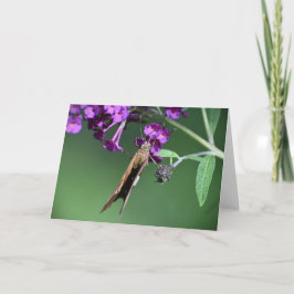 Schmetterling, Karte