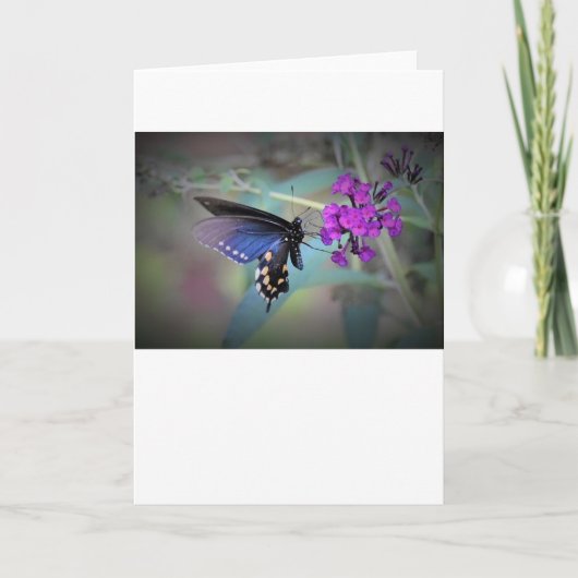 Schmetterling, Karte (Vorderseite)