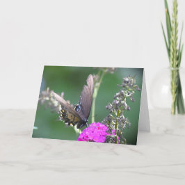 Schmetterling, Karte