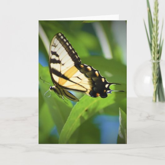 Schmetterling, Karte (Vorderseite)