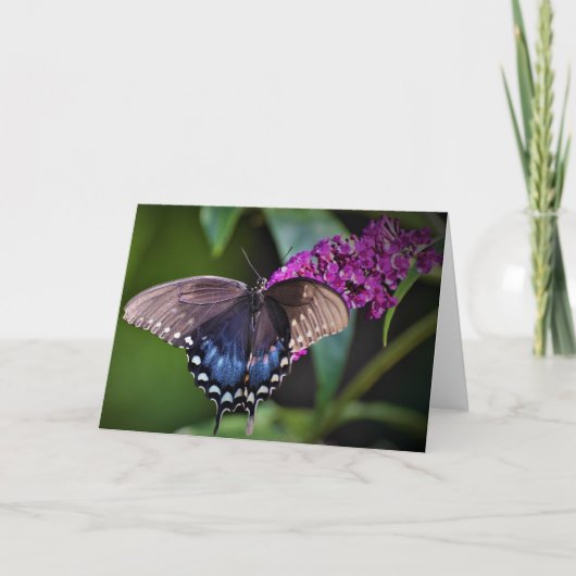 Schmetterling, Karte (Vorderseite)