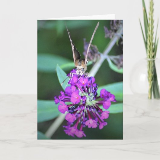 Schmetterling, Karte (Vorderseite)