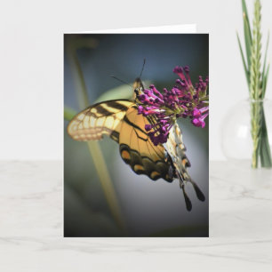 Schmetterling, Karte