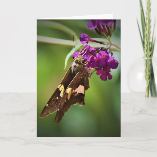 Schmetterling, Karte (Vorderseite)