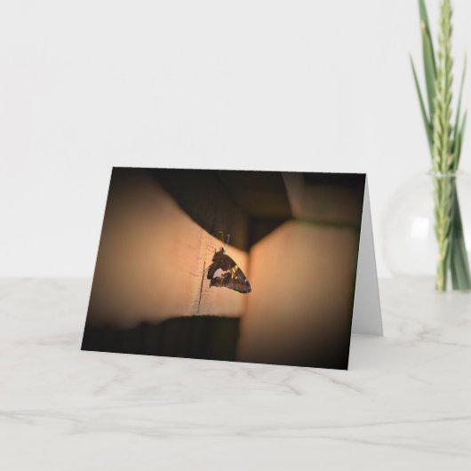 Schmetterling, Karte (Vorderseite)