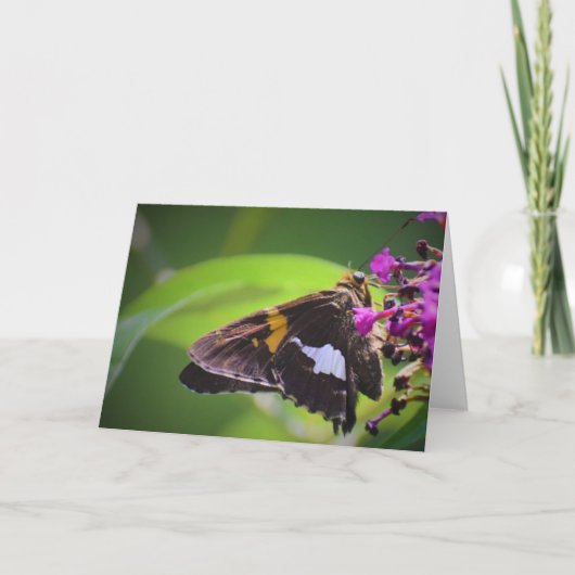 Schmetterling, Karte (Vorderseite)