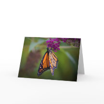 Schmetterling, Karte