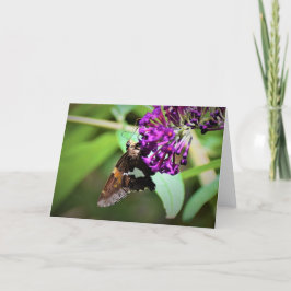 Schmetterling, Karte