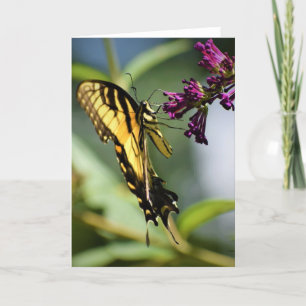 Schmetterling, Karte