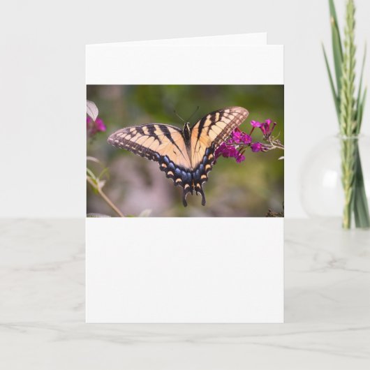 Schmetterling, Karte (Vorderseite)