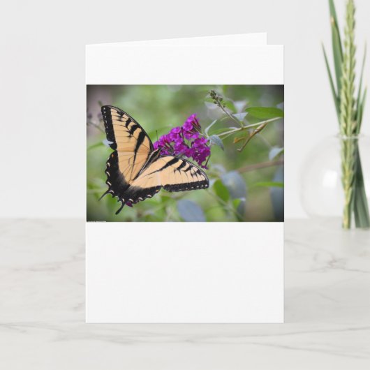 Schmetterling, Karte (Vorderseite)