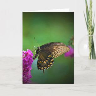 Schmetterling, Karte
