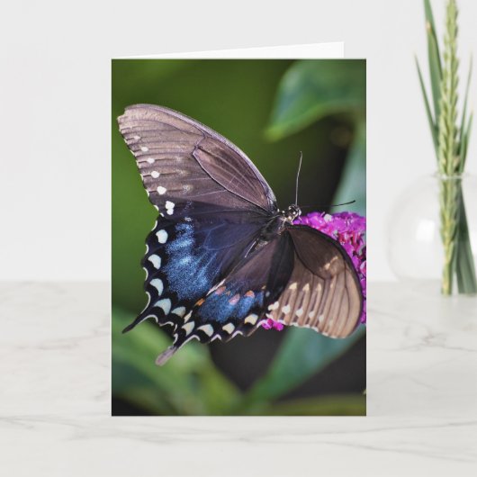 Schmetterling, Karte (Vorderseite)