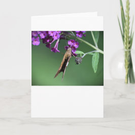 Schmetterling, Karte