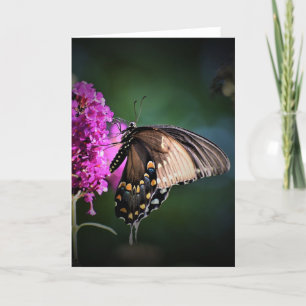 Schmetterling, Karte