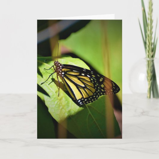 Schmetterling, Karte (Vorderseite)
