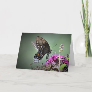 Schmetterling, Karte