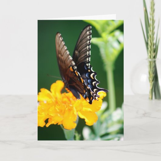 Schmetterling Karte (Vorderseite)