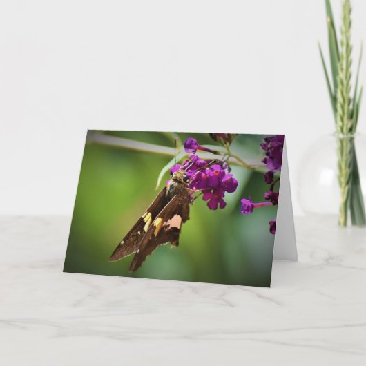 Schmetterling, Karte (Vorderseite)