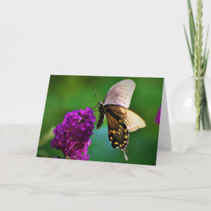 Schmetterling, Karte