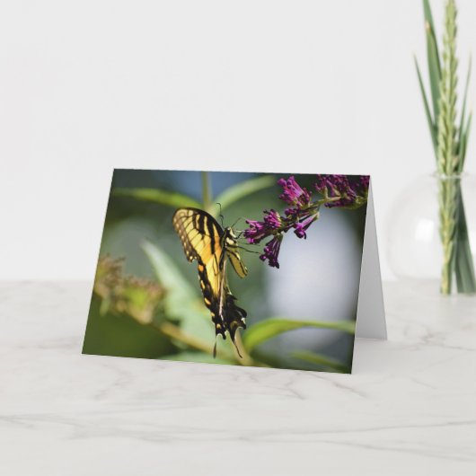 Schmetterling, Karte (Vorderseite)