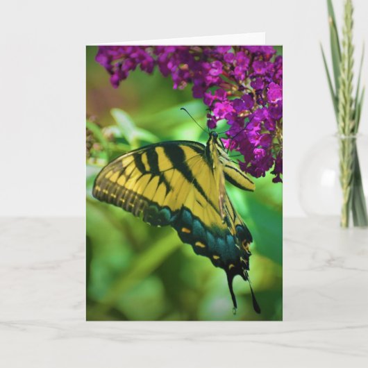 Schmetterling, Karte (Vorderseite)