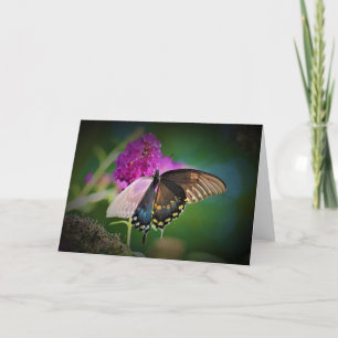 Schmetterling, Karte