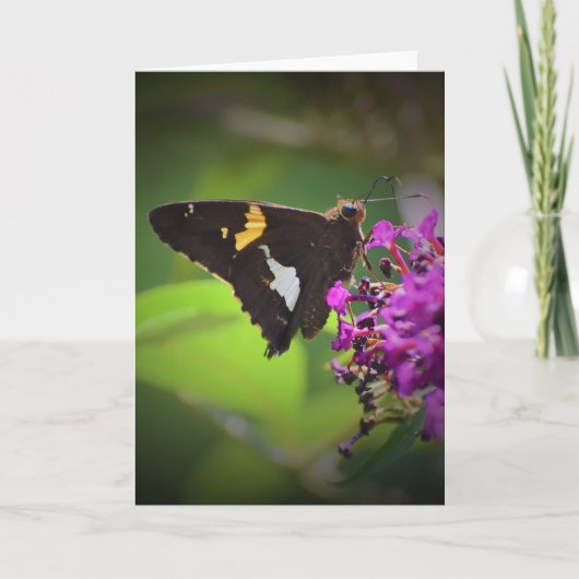 Schmetterling, Karte (Vorderseite)