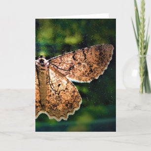 Schmetterling, Karte