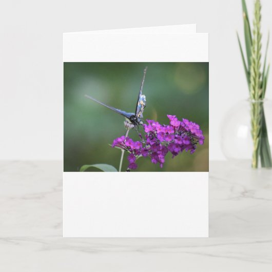 Schmetterling, Karte (Vorderseite)