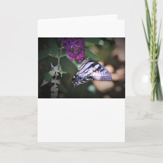Schmetterling, Karte (Vorderseite)