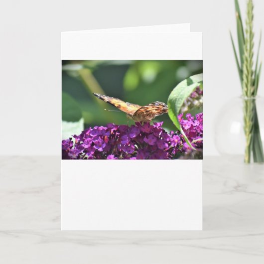 Schmetterling, Karte (Vorderseite)