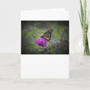 Schmetterling, Karte