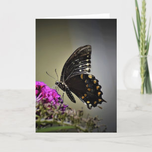 Schmetterling, Karte