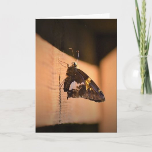 Schmetterling, Karte (Vorderseite)