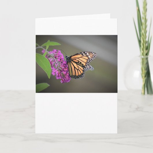 Schmetterling, Karte (Vorderseite)