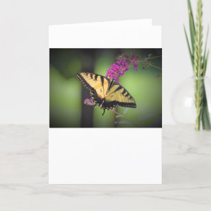 Schmetterling, Karte
