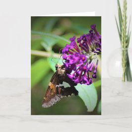 Schmetterling, Karte