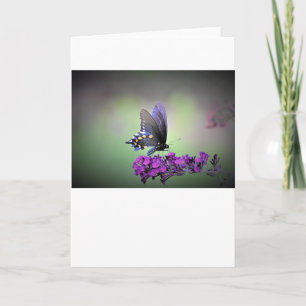 Schmetterling, Karte