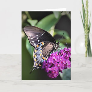 Schmetterling, Karte