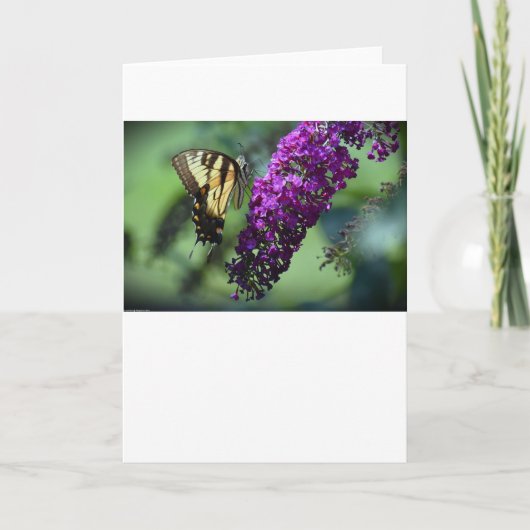 Schmetterling, Karte (Vorderseite)