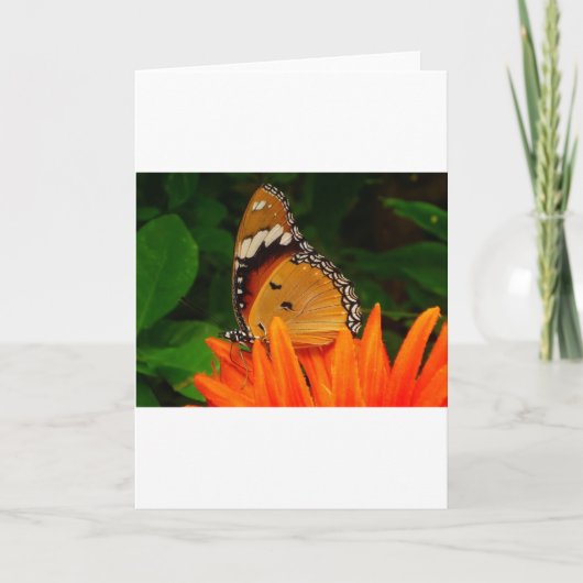 Schmetterling Karte (Vorderseite)