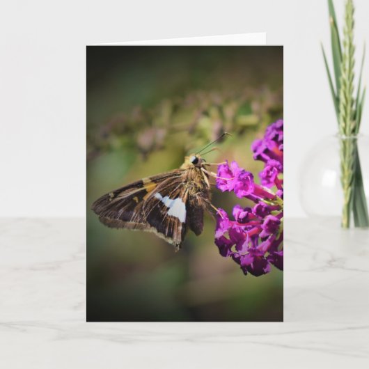 Schmetterling, Karte (Vorderseite)