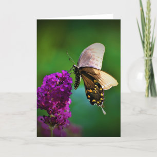 Schmetterling, Karte