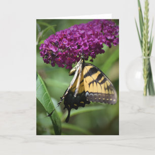 Schmetterling, Karte