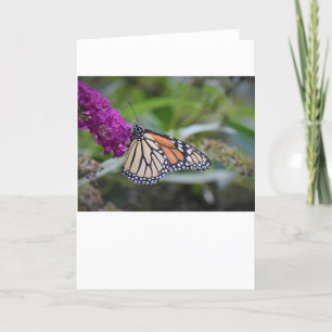 Schmetterling, Karte